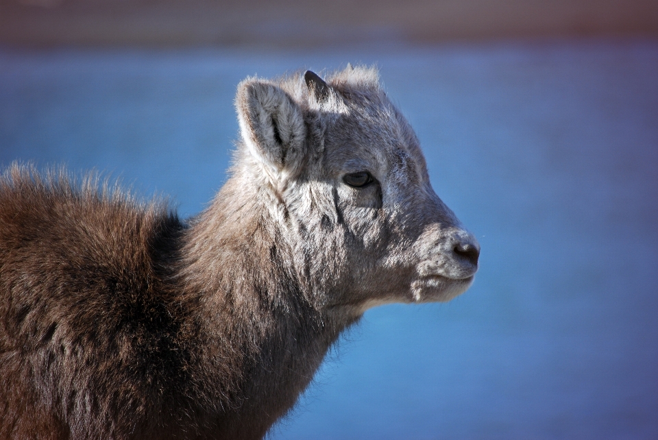 Enfant animal faune cerf