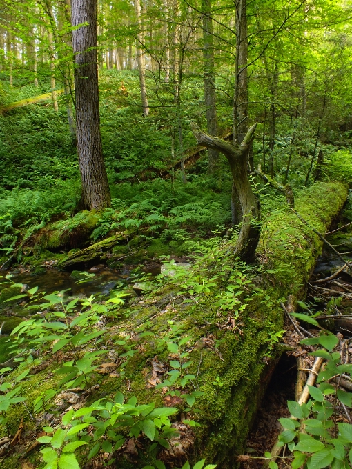 Pohon alam hutan gurun
