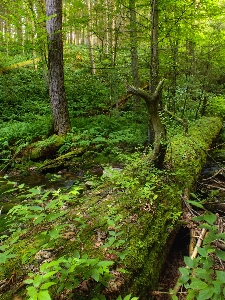 Tree nature forest wilderness Photo