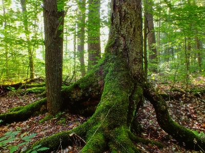 Baum natur wald zweig Foto