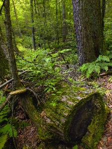 Foto Pohon alam hutan gurun
