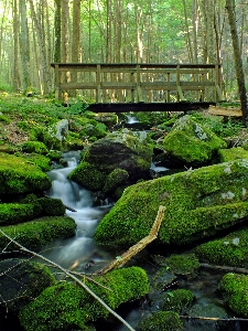 Landscape tree water nature Photo