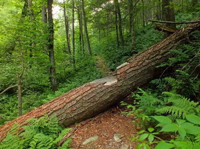 Tree nature forest wilderness Photo