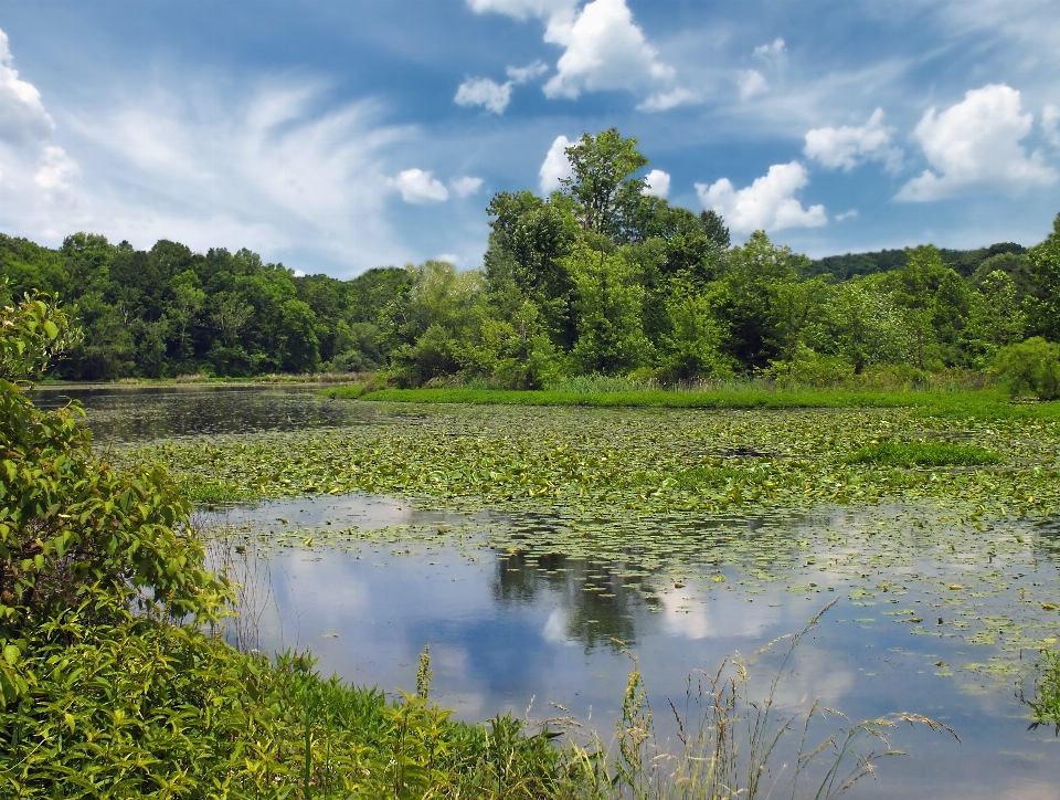 Paisagem árvore água natureza