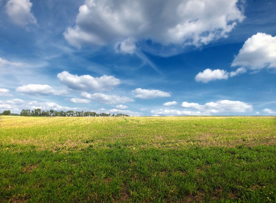 Paisaje césped horizonte nube