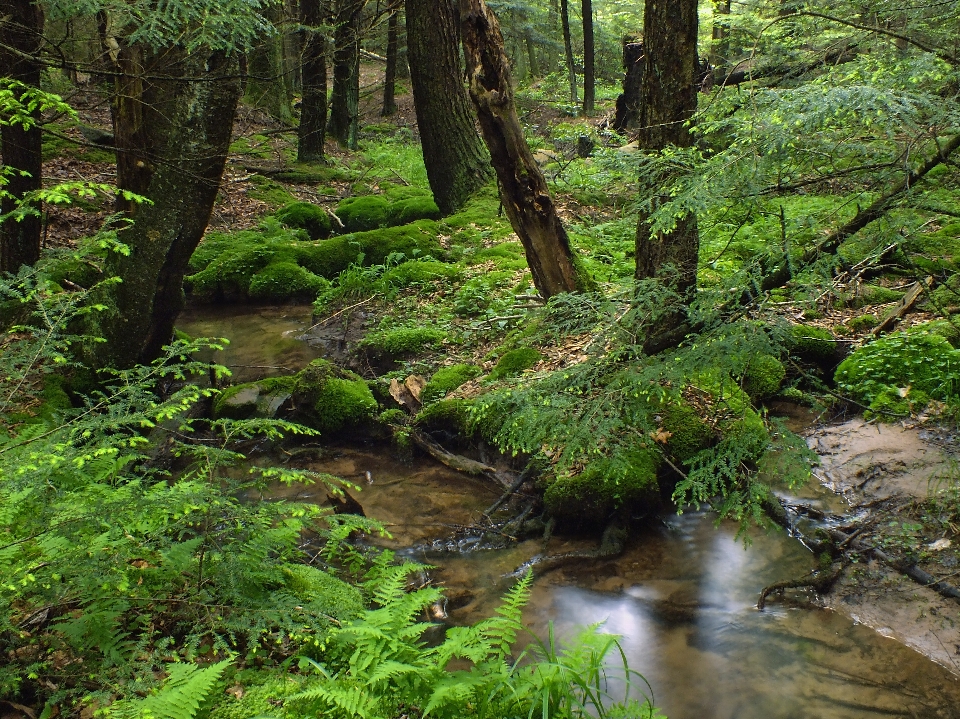 árbol naturaleza bosque arroyo
