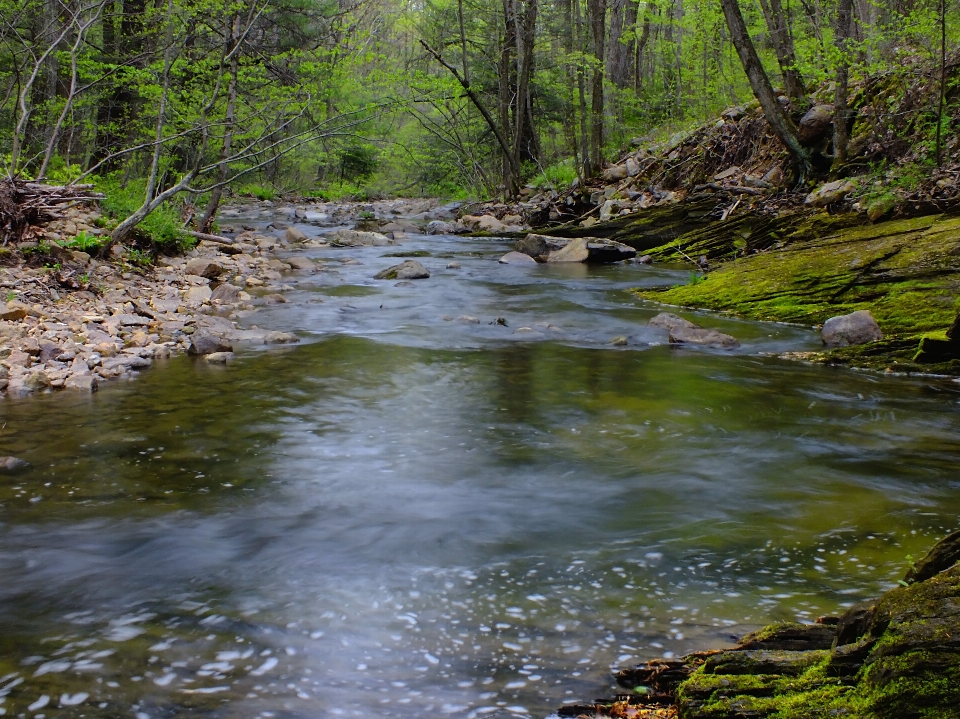 дерево вода природа лес