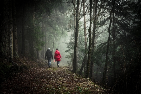 Zdjęcie Drzewo natura las pustynia
