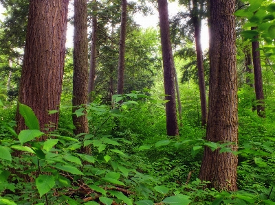 Baum natur wald wildnis
 Foto