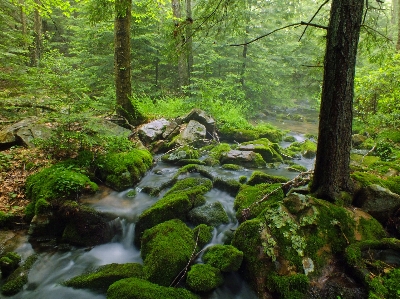 Foto Albero foresta rock torrente
