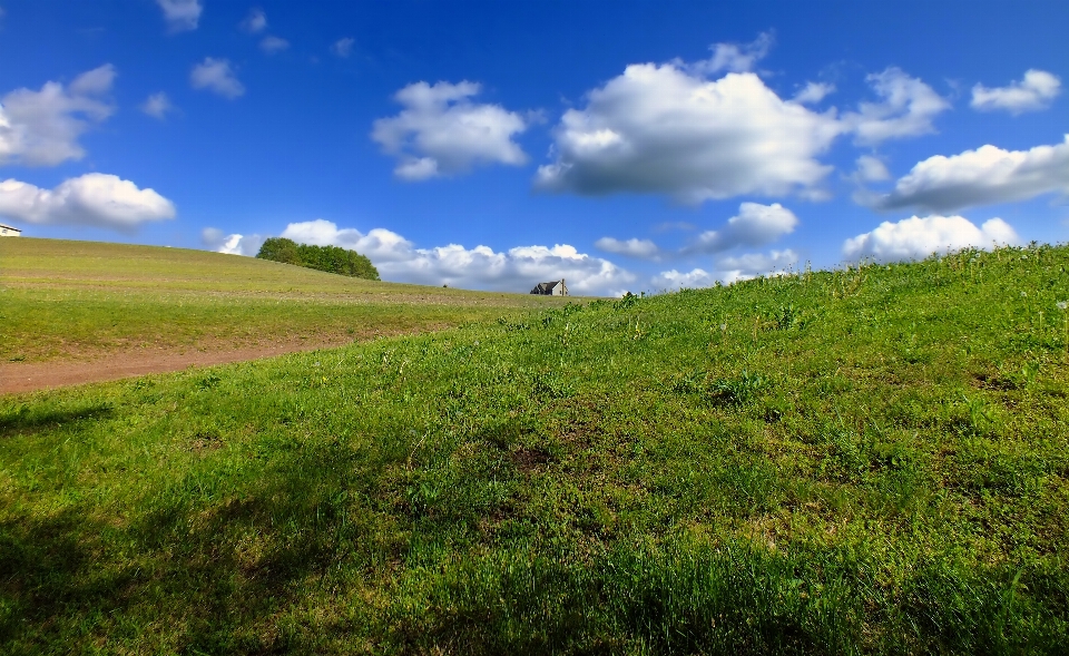 Landscape tree nature grass