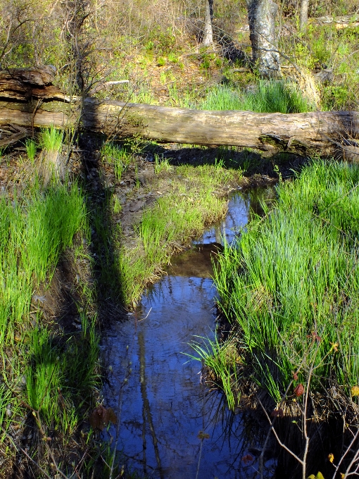 Tree water grass creek