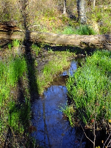 Tree water grass creek Photo