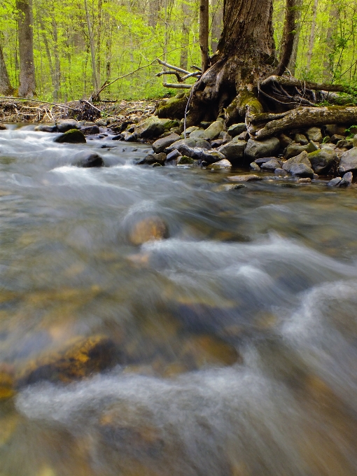 Arbre eau nature forêt