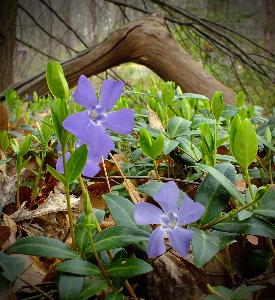 Nature plant hiking leaf Photo