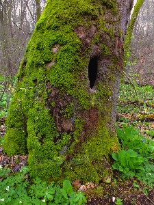 Tree nature forest rock Photo