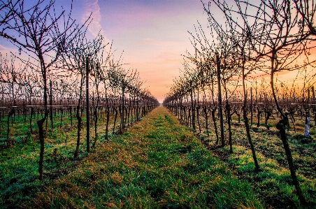 Foto Paesaggio albero natura erba