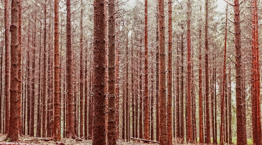 Tree forest branch plant Photo