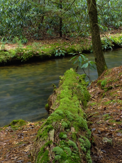 Pohon air alam hutan