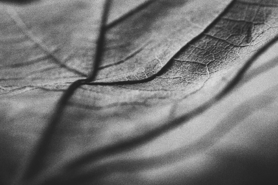 Hand licht schwarz und weiß
 weiss