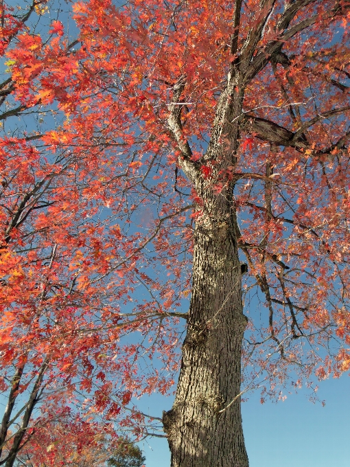 árbol rama florecer planta