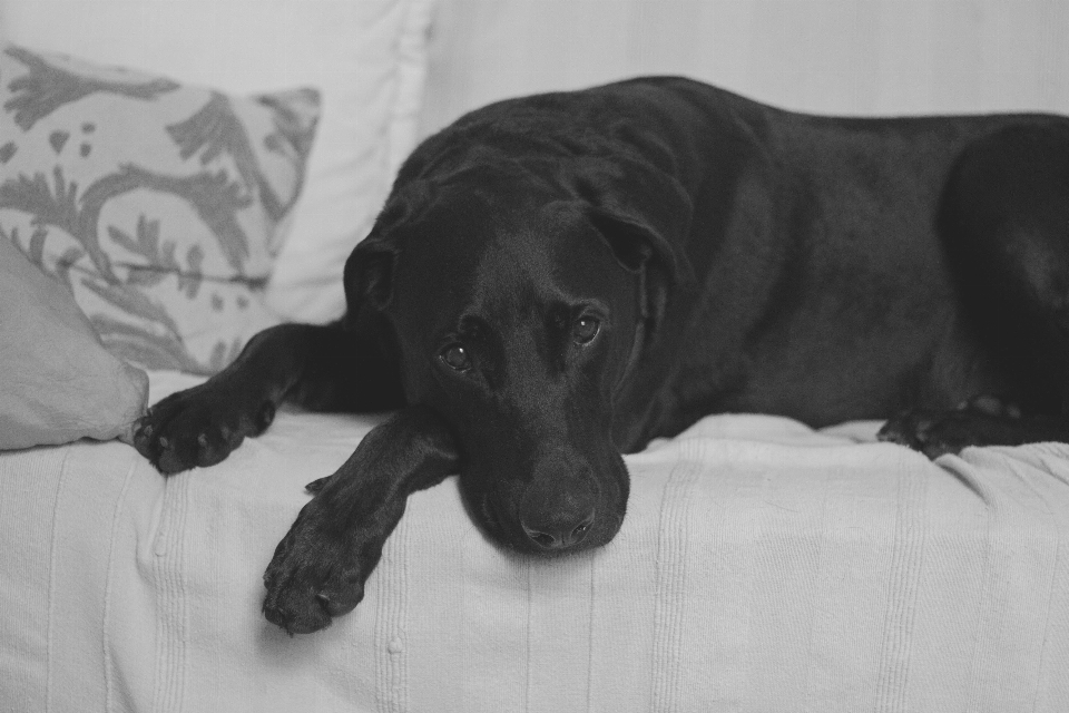 黒と白
 子犬 犬 動物