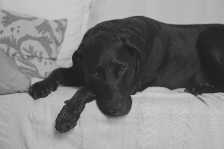 黒と白
 子犬 犬 動物 写真