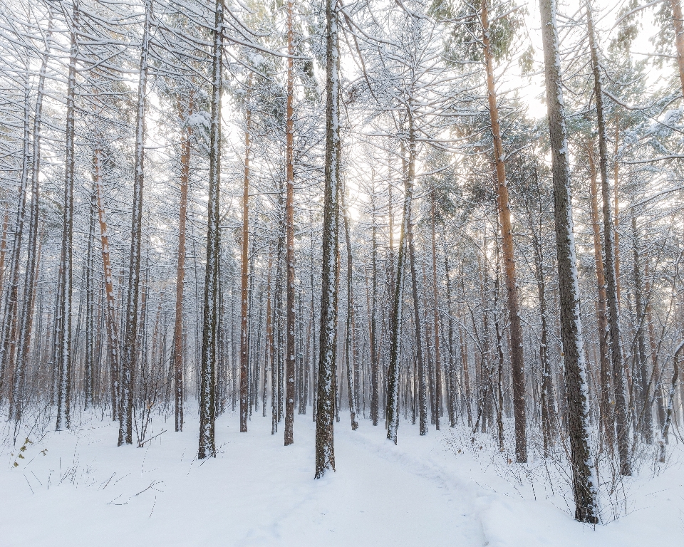 árvore floresta filial neve