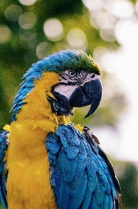 鳥 羽 動物 野生動物 写真