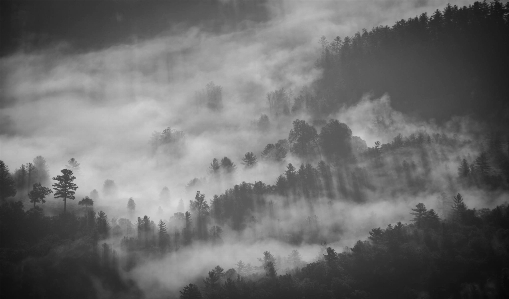 Tree nature forest cloud Photo