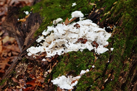 Tree nature forest branch Photo