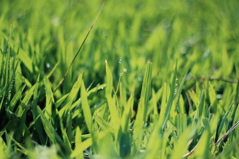 Gras tröpfchen tau anlage