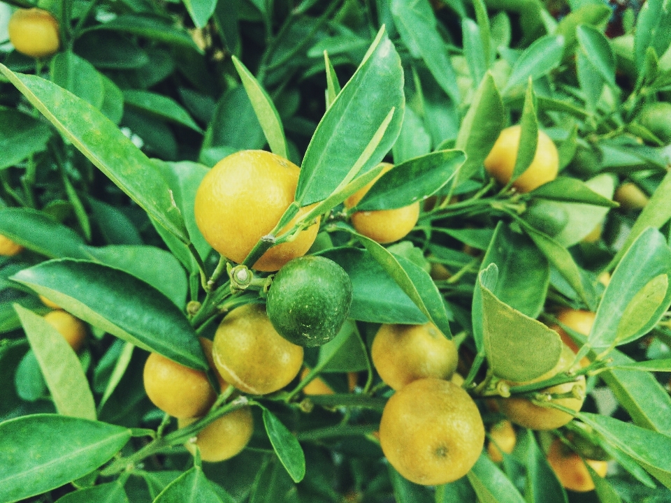 árbol naturaleza planta fruta