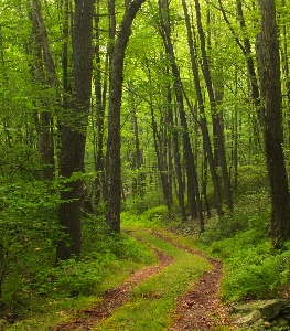 Tree nature forest path Photo