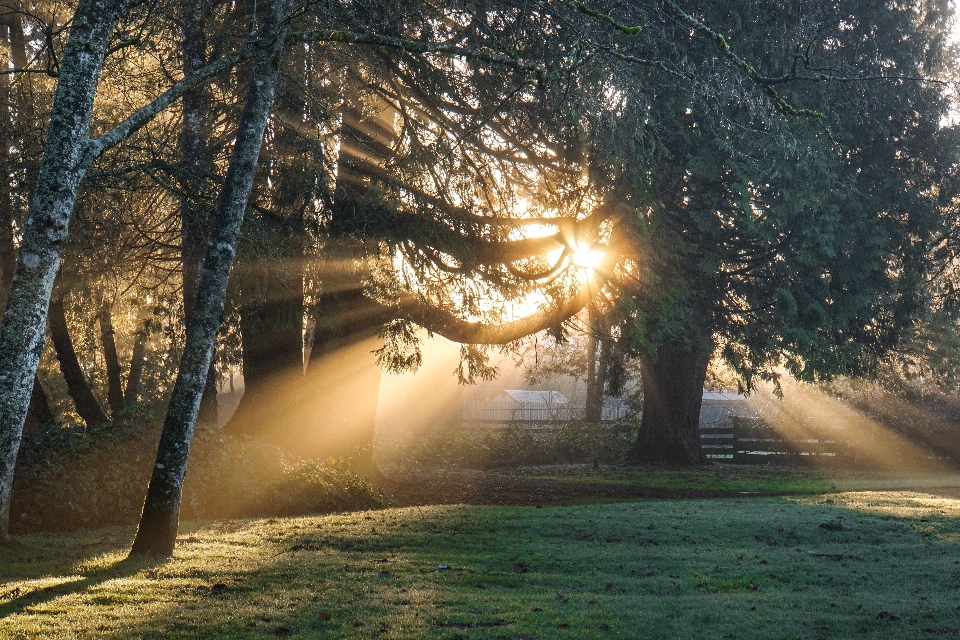 Albero natura foresta erba