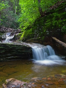 Tree water nature forest Photo