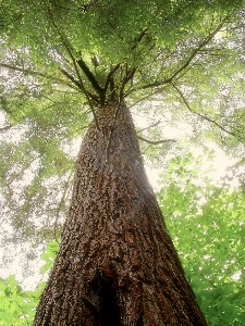 Foto árbol naturaleza bosque rama