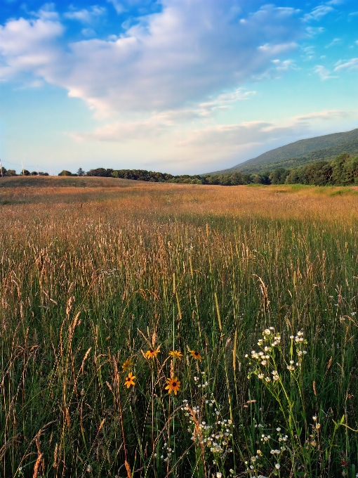 Landscape nature grass horizon