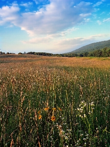 Landscape nature grass horizon Photo