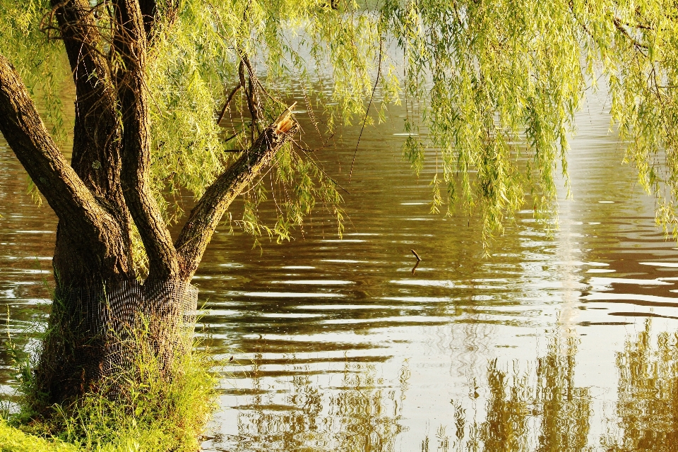 树 水 自然 森林