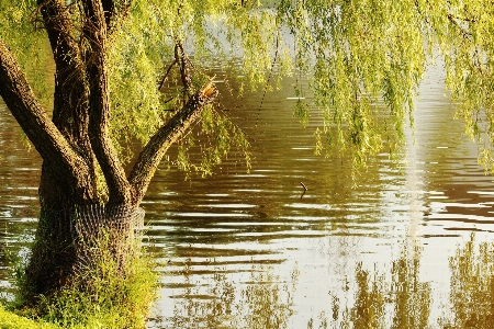 Tree water nature forest Photo