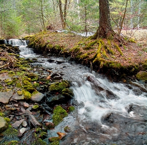 Tree water nature forest Photo