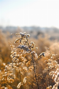 Nature grass branch winter Photo