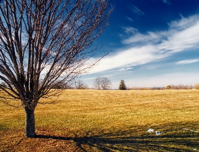 Foto Lanskap pohon alam rumput