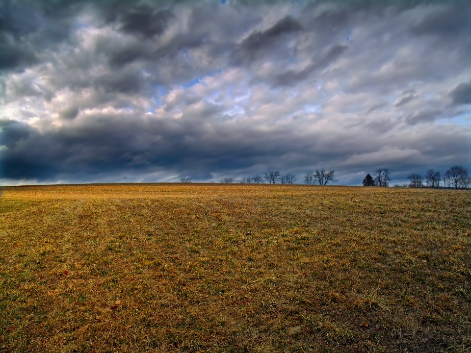 Paisagem árvore natureza grama