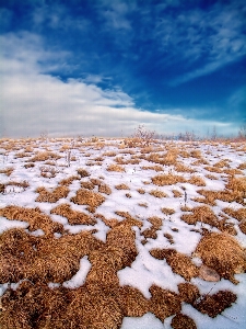 Landscape tree sand mountain Photo