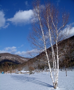 風景 木 自然 ブランチ 写真