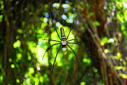 Foto árvore natureza floresta filial