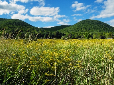 Landscape nature forest grass Photo