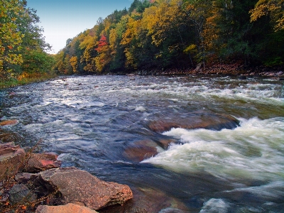 Water creek wilderness leaf Photo